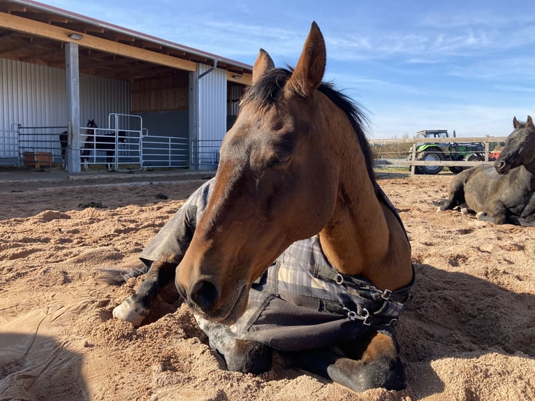 Anglo-Arab Gelding 21 years 16,1 hh Brown in Neumarkt in der Oberpfalz