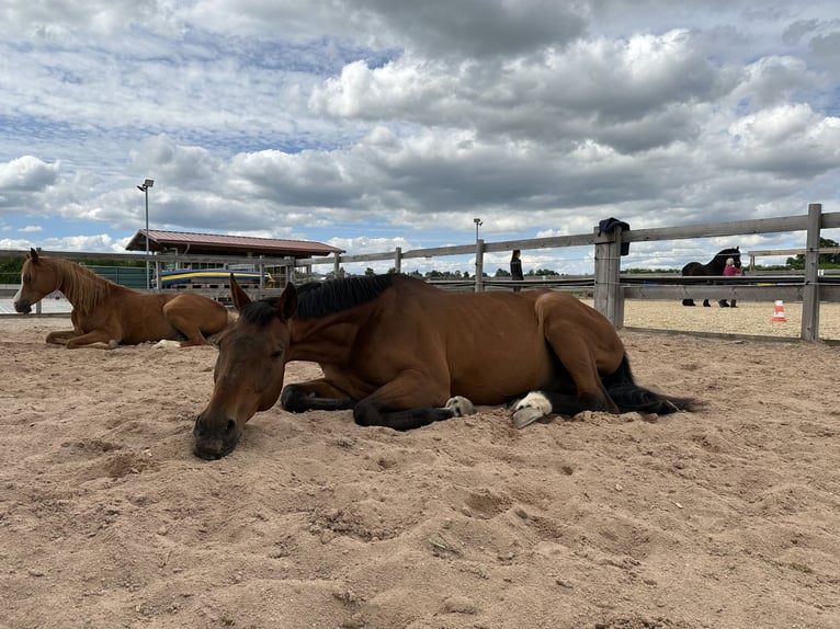 Anglo-Arab Gelding 21 years 16,1 hh Brown in Neumarkt in der Oberpfalz