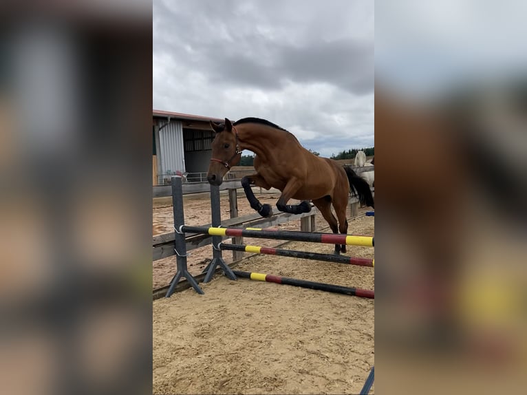 Anglo-Arab Gelding 21 years 16,1 hh Brown in Neumarkt in der Oberpfalz