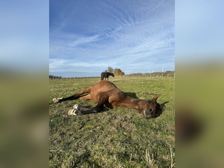 Anglo-Arab Gelding 21 years 16,1 hh Brown in Neumarkt in der Oberpfalz