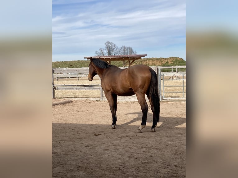 Anglo-Arab Gelding 21 years 16,1 hh Brown in Neumarkt in der Oberpfalz