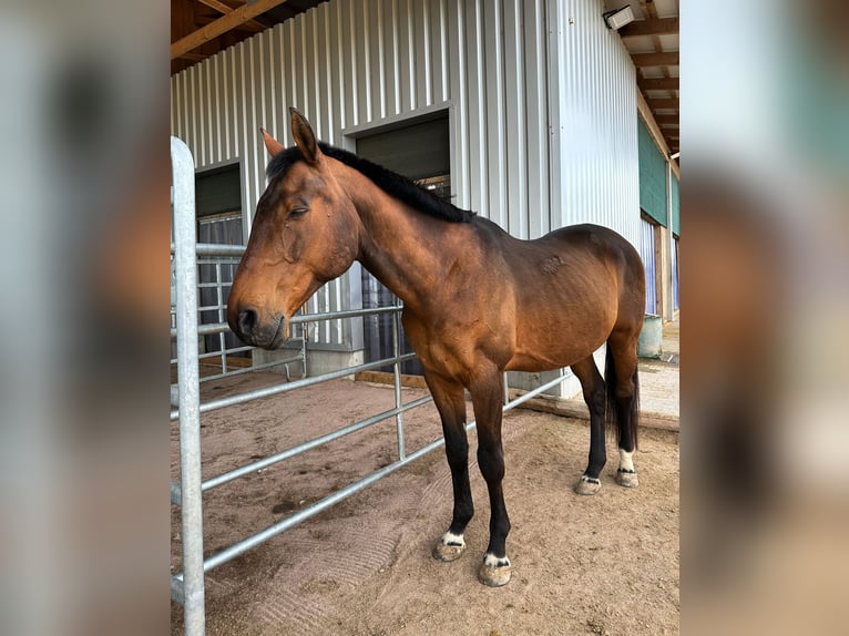 Anglo-Arab Gelding 21 years 16,1 hh Brown in Neumarkt in der Oberpfalz