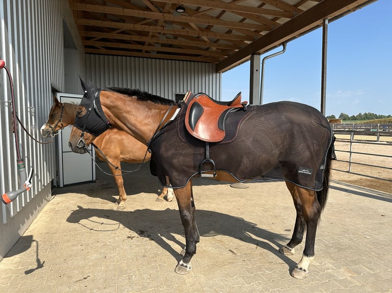 Anglo-Arab Gelding 21 years 16,1 hh Brown in Neumarkt in der Oberpfalz