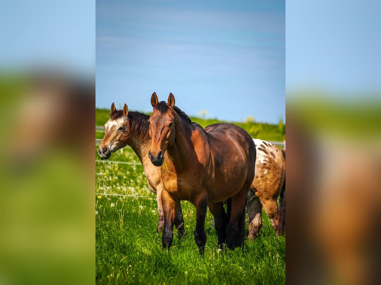 Anglo-Arab Gelding 21 years 16,1 hh Brown in Neumarkt in der Oberpfalz