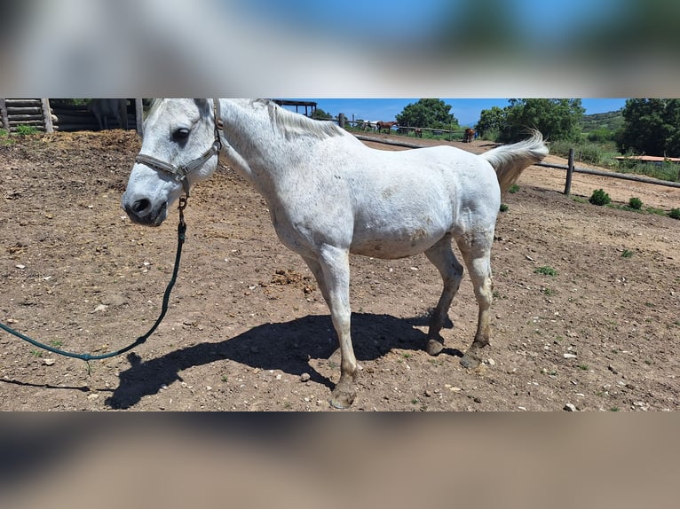 Anglo-Arab Gelding 21 years 16,2 hh Gray in Calaf