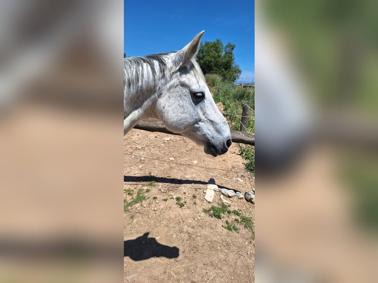 Anglo-Arab Gelding 21 years 16,2 hh Gray in Calaf