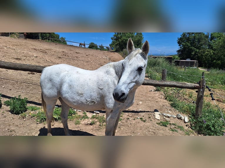Anglo-Arab Gelding 21 years 16,2 hh Gray in Calaf