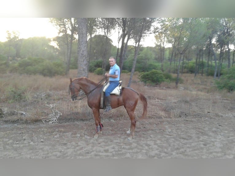 Anglo-Arab Gelding 23 years 16,1 hh Chestnut-Red in Barcelona