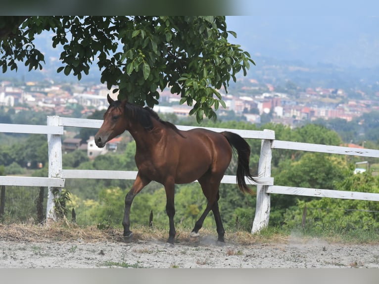 Anglo-Arab Gelding 2 years 15.1 hh Brown in Siero