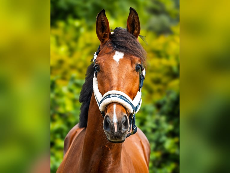 Anglo-Arab Gelding 2 years 15,2 hh Bay in Strykow