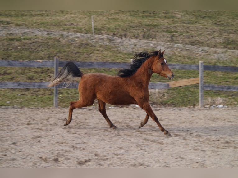 Anglo-Arab Gelding 2 years 15.2 hh Brown in Achenkirch