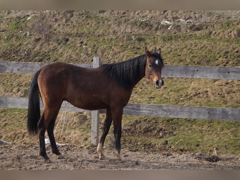 Anglo-Arab Gelding 2 years 15.2 hh Grey-Blue-Tan in Achenkirch
