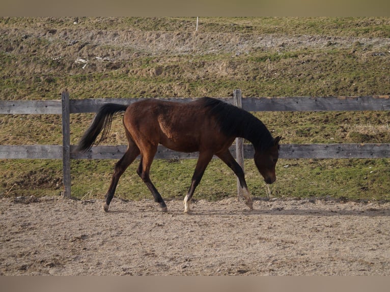 Anglo-Arab Gelding 2 years 15.2 hh Grey-Blue-Tan in Achenkirch