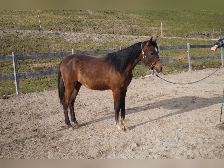 Anglo-Arab Gelding 2 years 15.2 hh Grey-Blue-Tan in Achenkirch