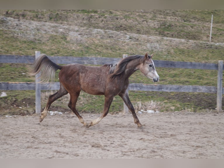 Anglo-Arab Gelding 2 years 15.2 hh  in Achenkirch