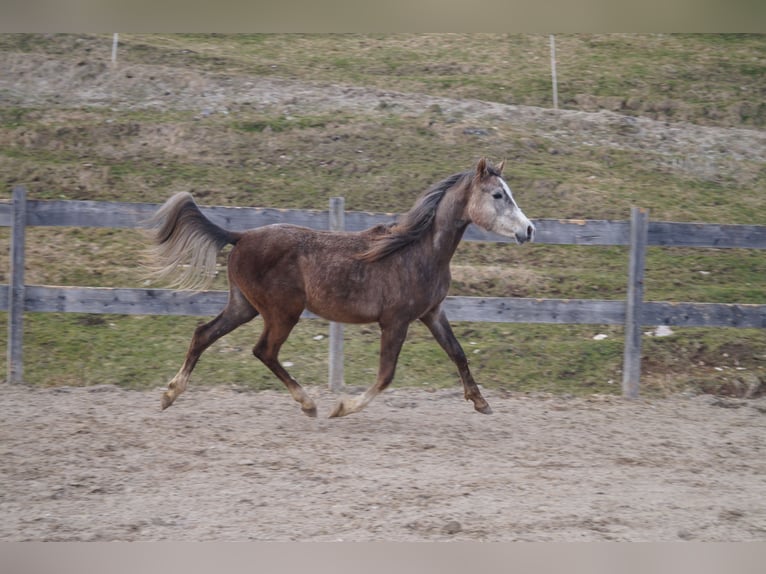Anglo-Arab Gelding 2 years 15.2 hh  in Achenkirch