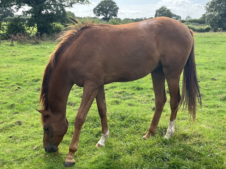 Anglo-Arab Gelding 2 years 15 hh Chestnut in Cheshire