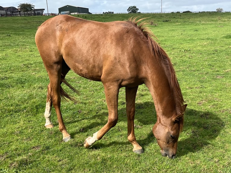 Anglo-Arab Gelding 2 years 15 hh Chestnut in Cheshire