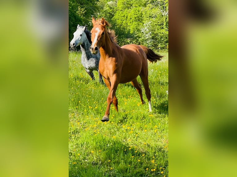 Anglo-Arab Gelding 2 years 15,1 hh Brown in Saint Joseph