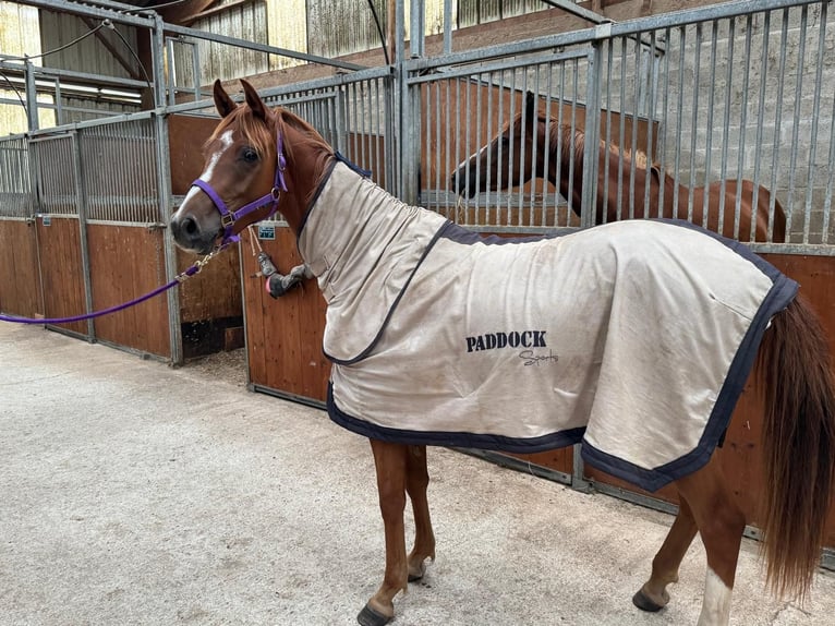 Anglo-Arab Gelding 2 years 15,1 hh Brown in Saint Joseph