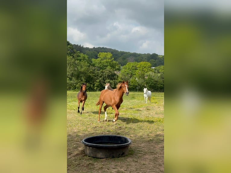 Anglo-Arab Gelding 2 years 15,1 hh Brown in Saint Joseph