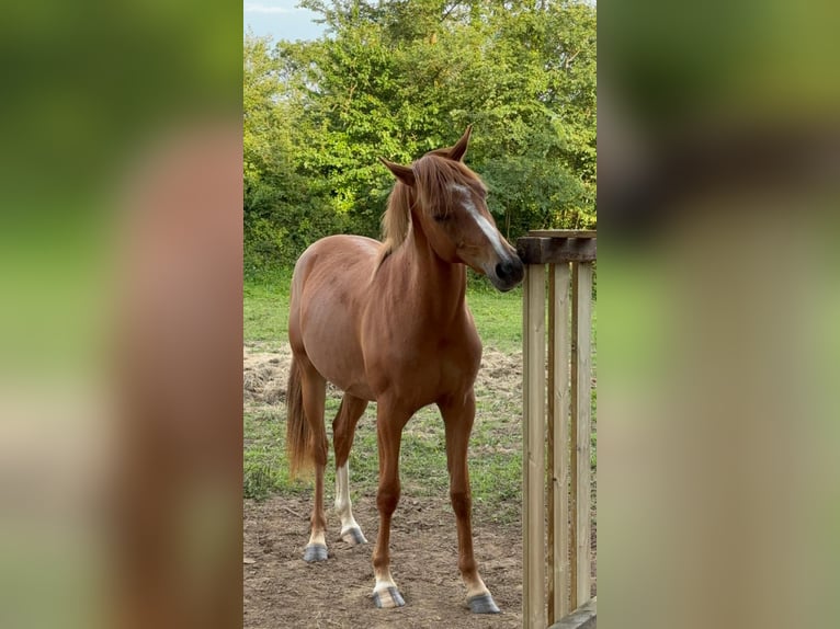 Anglo-Arab Gelding 2 years 15,1 hh Brown in Saint Joseph