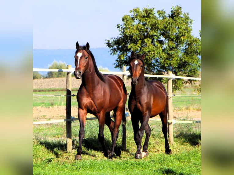 Anglo-Arab Gelding 2 years 15,2 hh Bay-Dark in Kehl