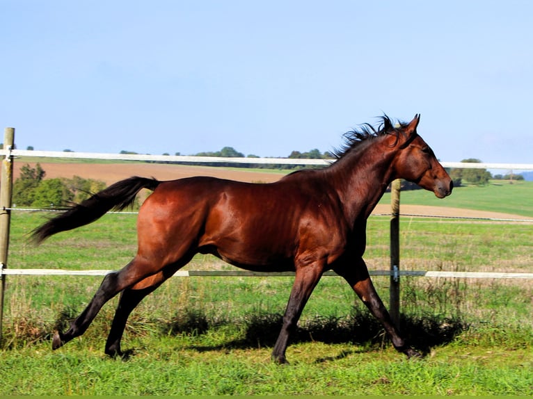 Anglo-Arab Gelding 2 years 15,2 hh Bay-Dark in Kehl