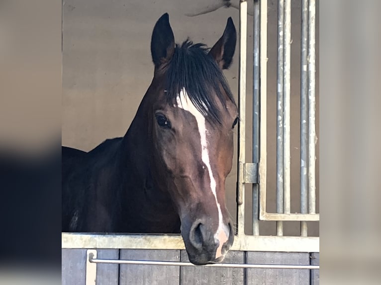 Anglo-Arab Gelding 2 years 15,2 hh Bay-Dark in Kehl