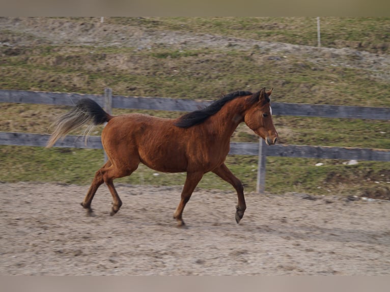 Anglo-Arab Gelding 2 years 15,2 hh Brown in Achenkirch
