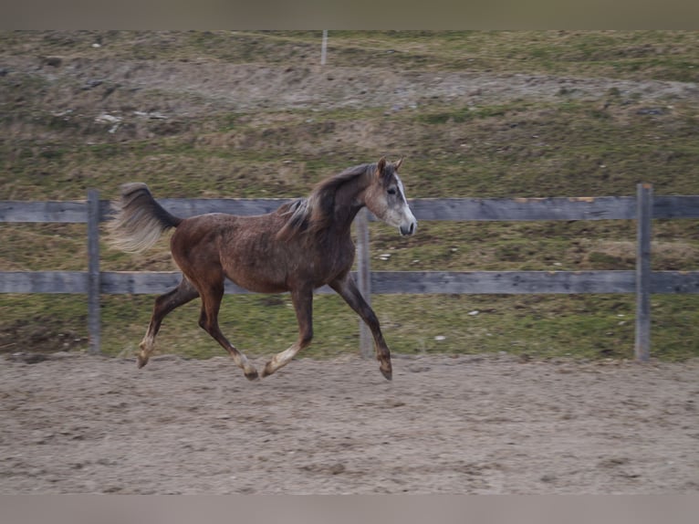 Anglo-Arab Gelding 2 years 15,2 hh  in Achenkirch