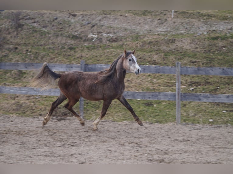 Anglo-Arab Gelding 2 years 15,2 hh  in Achenkirch