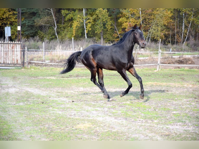 Anglo-Arab Gelding 2 years 15,3 hh Black in Tuczepy Anglo-Arab Gelding 2 years 15,3 hh Black in Tuczepy