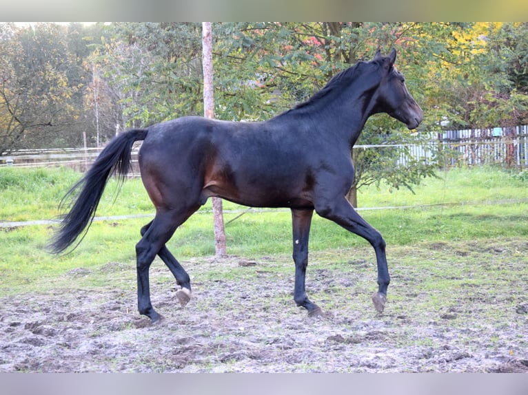 Anglo-Arab Gelding 2 years 15,3 hh Black in Tuczepy Anglo-Arab Gelding 2 years 15,3 hh Black in Tuczepy