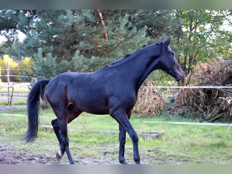 Anglo-Arab Gelding 2 years 15,3 hh Black in Tuczepy Anglo-Arab Gelding 2 years 15,3 hh Black in Tuczepy
