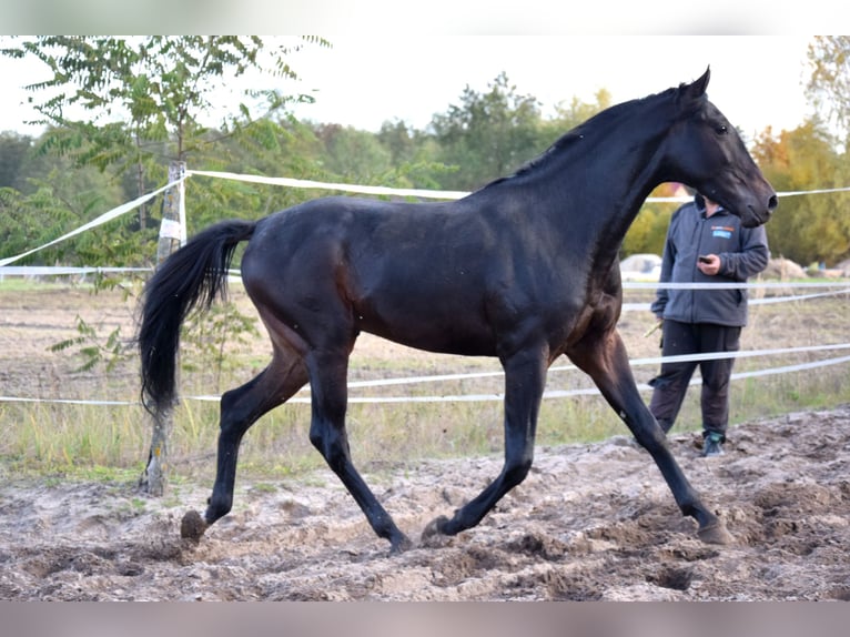 Anglo-Arab Gelding 2 years 15,3 hh Black in Tuczepy Anglo-Arab Gelding 2 years 15,3 hh Black in Tuczepy