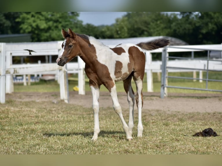 Anglo-Arab Gelding 2 years 16,1 hh Pinto in Bad Oldesloe
