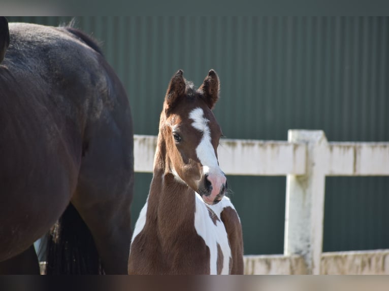 Anglo-Arab Gelding 2 years 16,1 hh Pinto in Bad Oldesloe