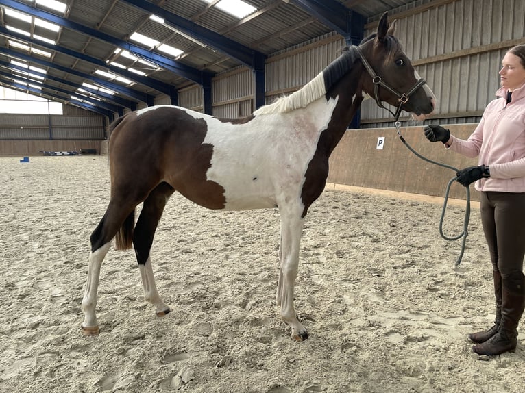Anglo-Arab Gelding 2 years 16,1 hh Pinto in Bad Oldesloe