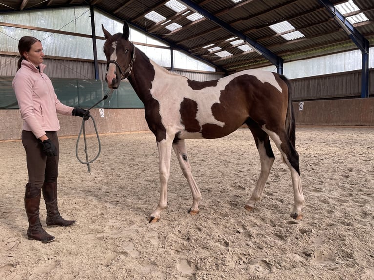 Anglo-Arab Gelding 2 years 16,1 hh Pinto in Bad Oldesloe