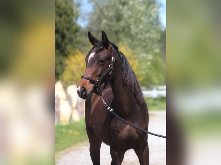 Anglo-Arab Gelding 2 years 16,2 hh Bay-Dark in Santok