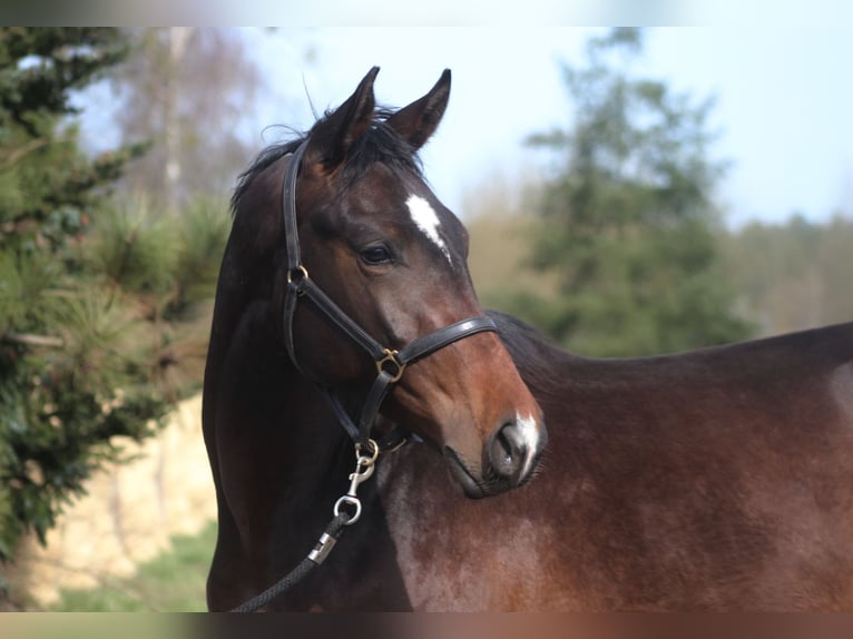 Anglo-Arab Gelding 2 years 16,2 hh Bay-Dark in Santok