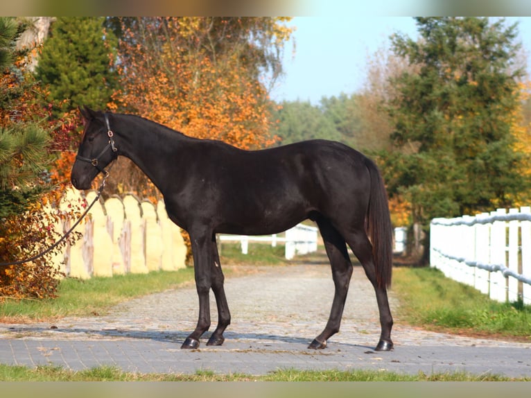 Anglo-Arab Gelding 2 years 17 hh Black in Santok