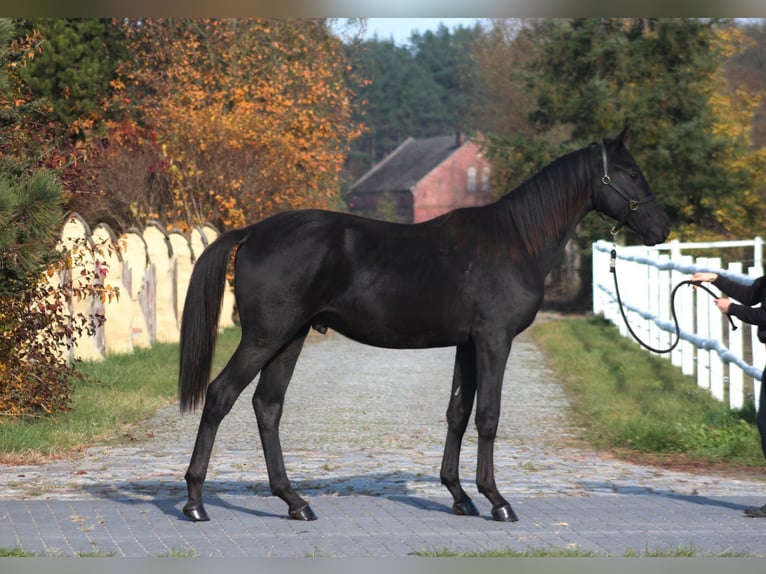 Anglo-Arab Gelding 2 years 17 hh Black in Santok