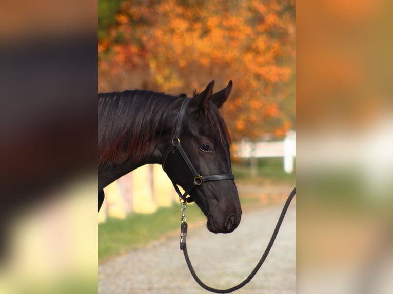 Anglo-Arab Gelding 2 years 17 hh Black in Santok