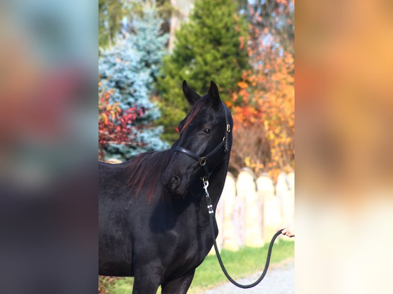 Anglo-Arab Gelding 2 years 17 hh Black in Santok