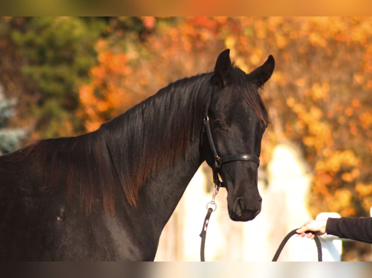 Anglo-Arab Gelding 2 years 17 hh Black in Santok