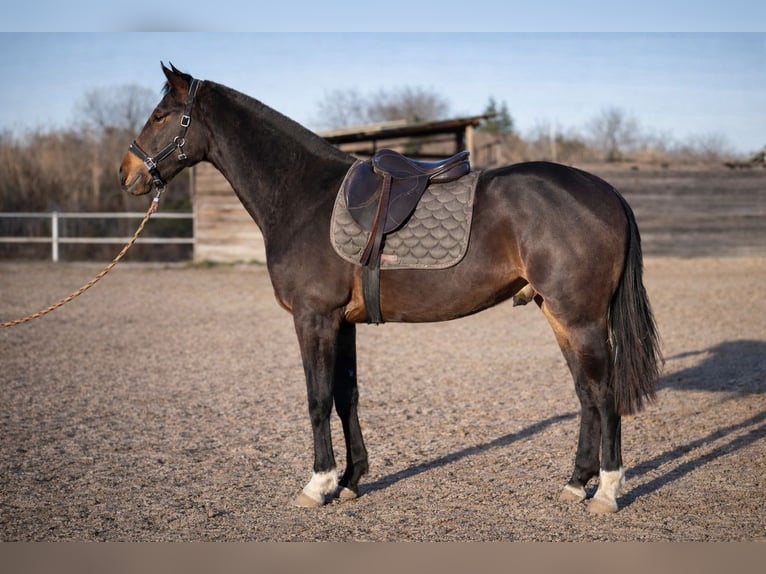 Anglo-Arab Gelding 2 years Brown in Nîmes