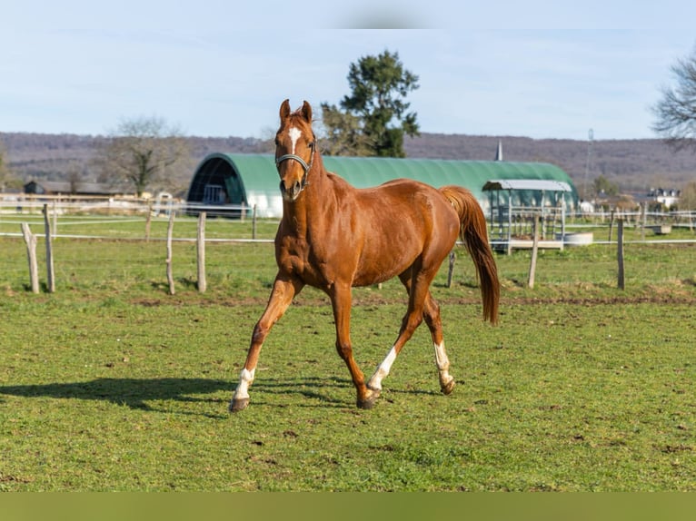 Anglo-Arab Gelding 3 years 15 hh Chestnut-Red in Bénéjacq