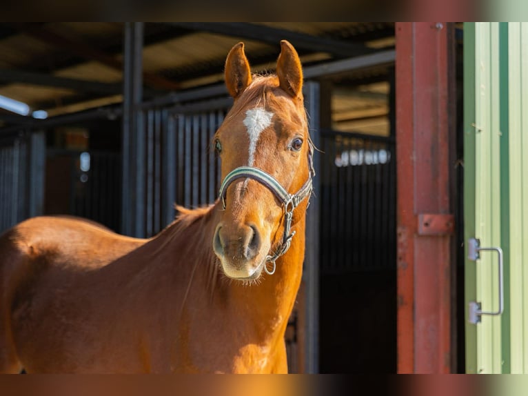 Anglo-Arab Gelding 3 years 15 hh Chestnut-Red in Bénéjacq